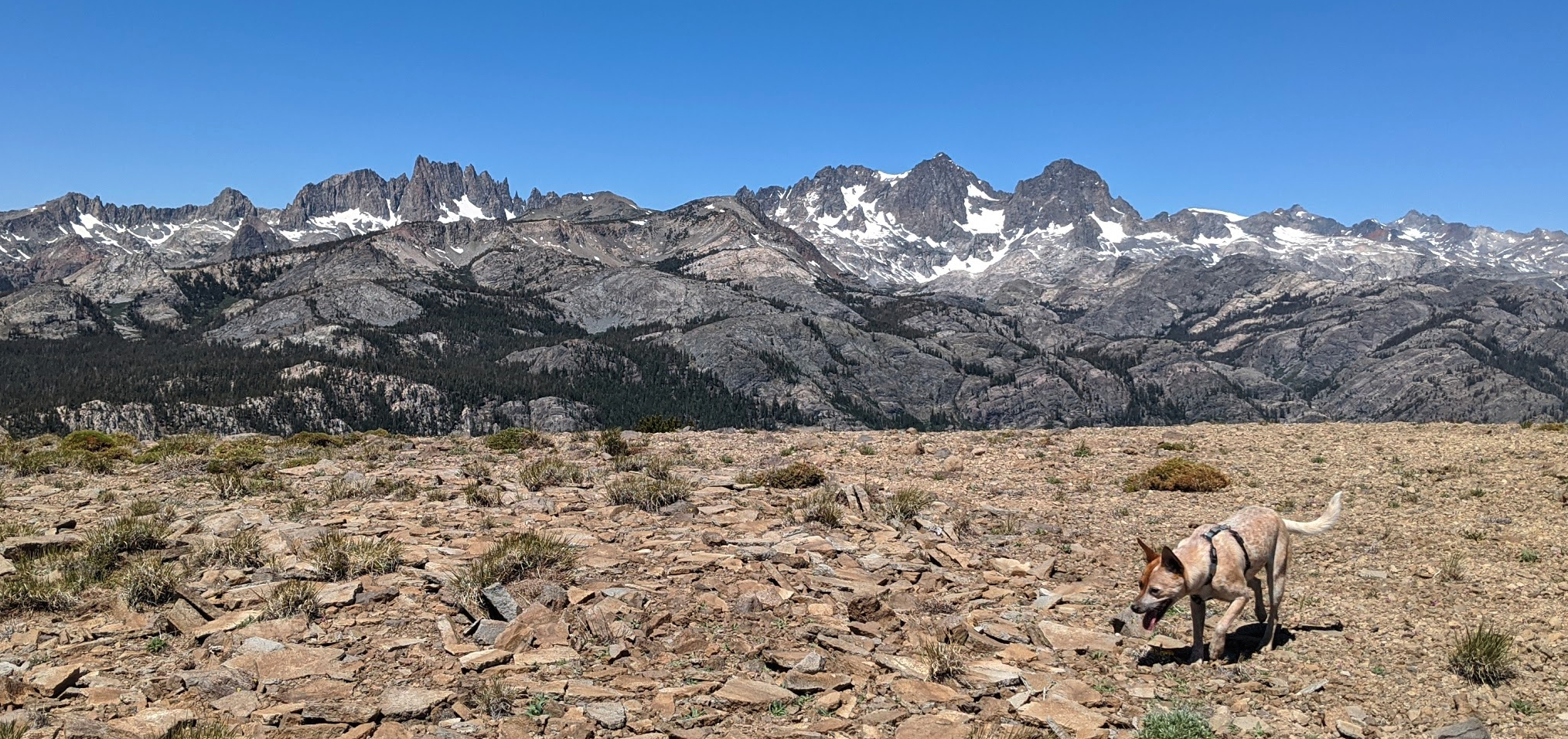 mica on the ridge