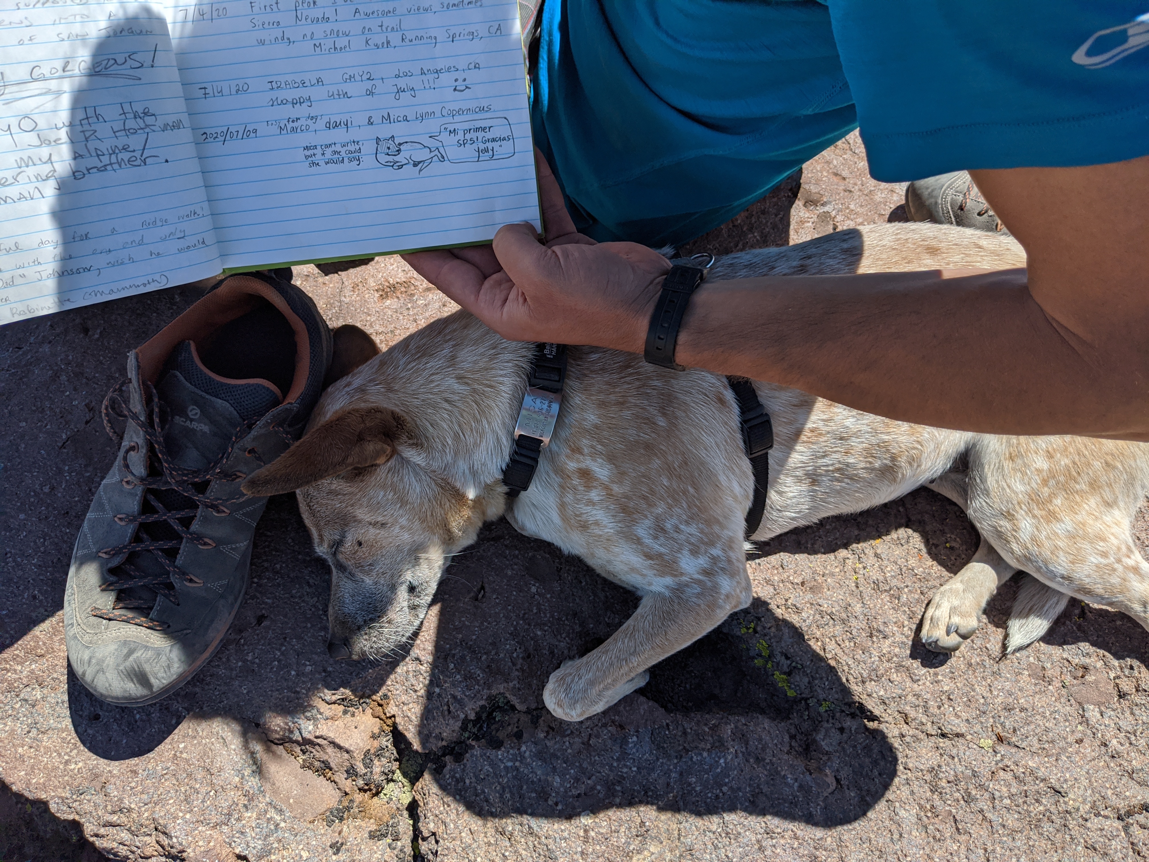 mica sleeping under summit register