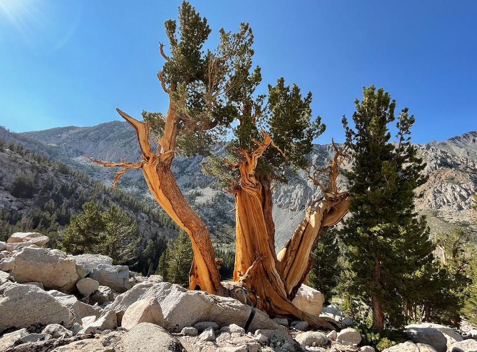 A striking tree near Horton Lake