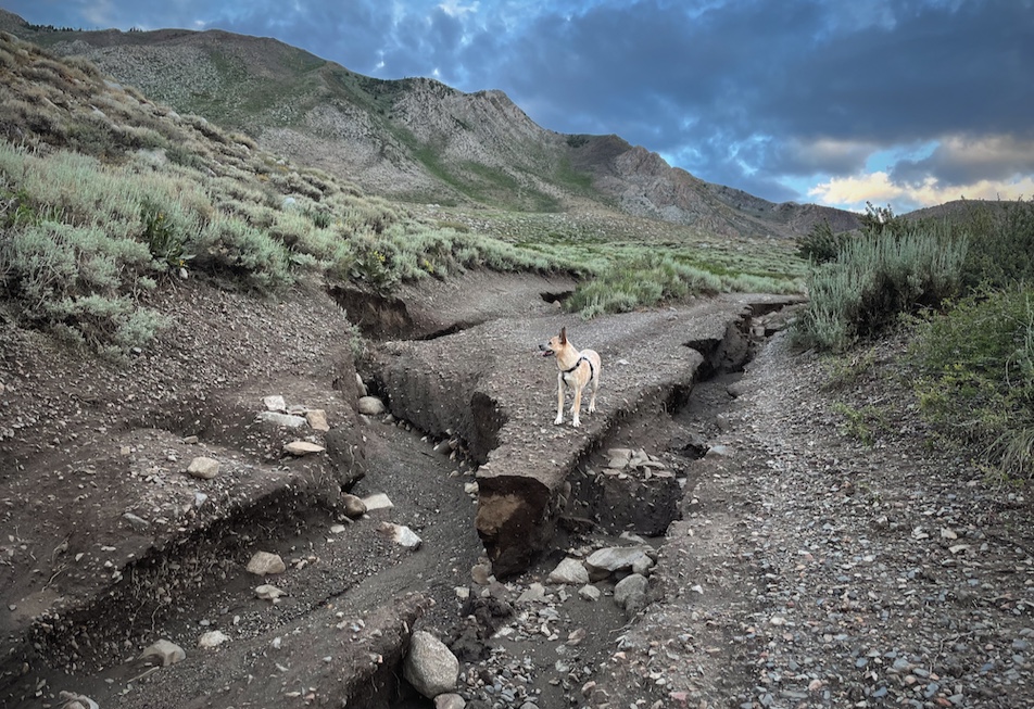 Class 4 for cars, but Class 1 for dogs. Mica for scale.