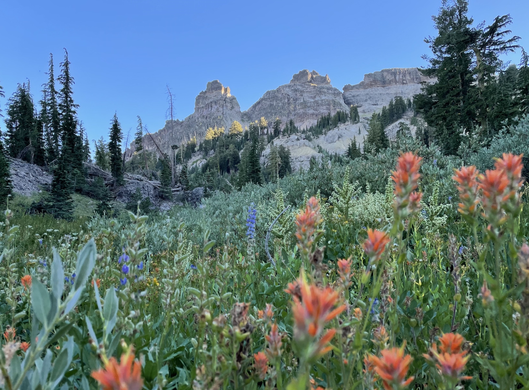 Different view of Castle Peak, from the north side. Really nice wildflowers on this route.