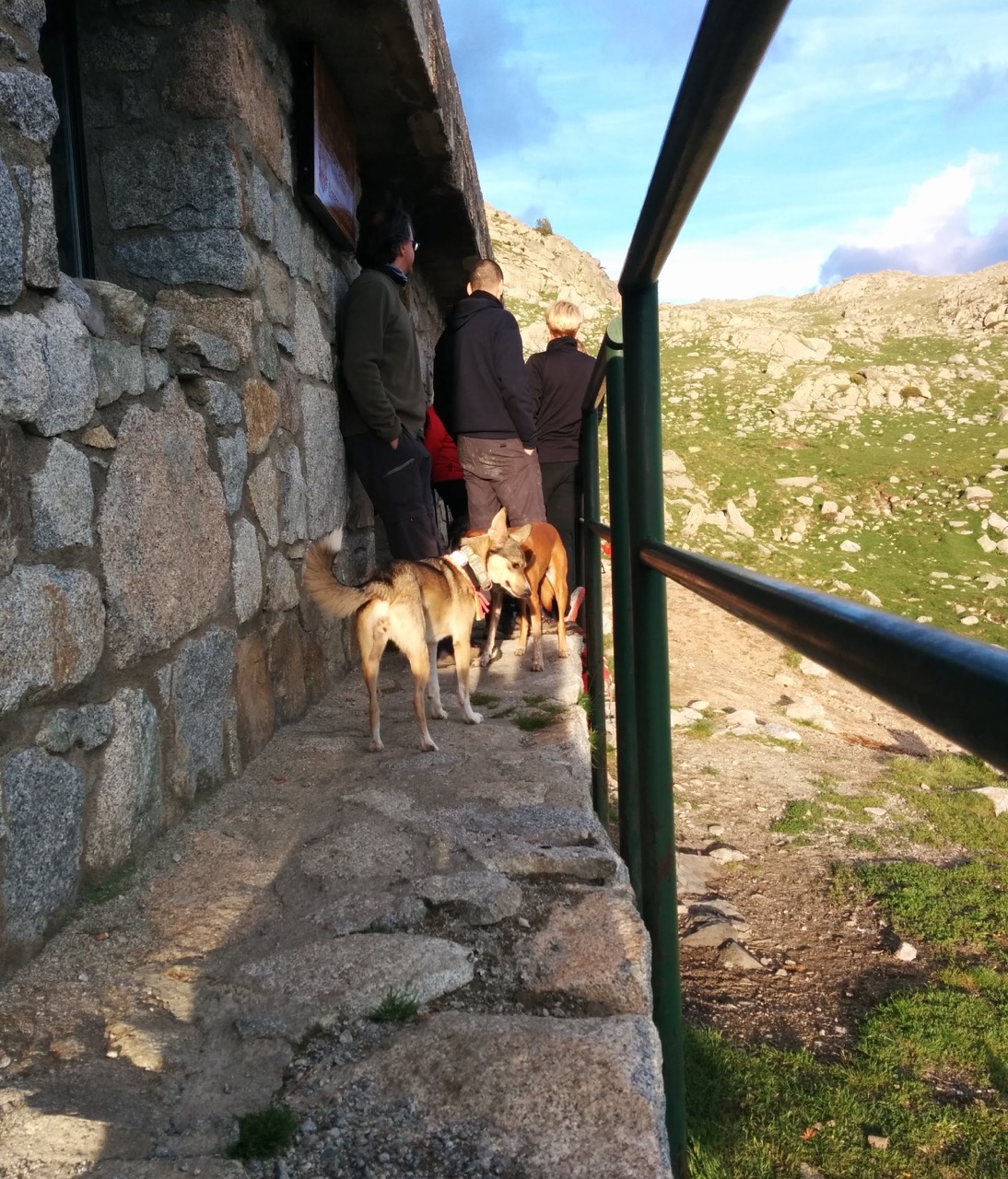 Ran into a Barcelona dog club on their annual retreat, and hung out with ~20 dogs in an alpine setting. Wild! Trippy. Was it a dream?