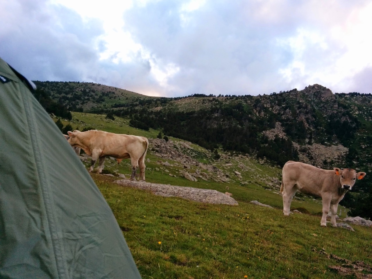 cows next to tent