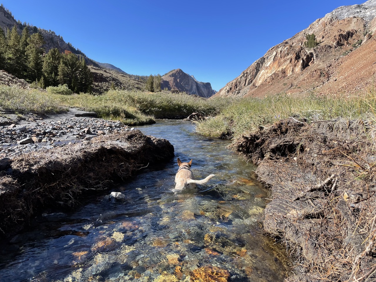 One last swim, in Convict Creek