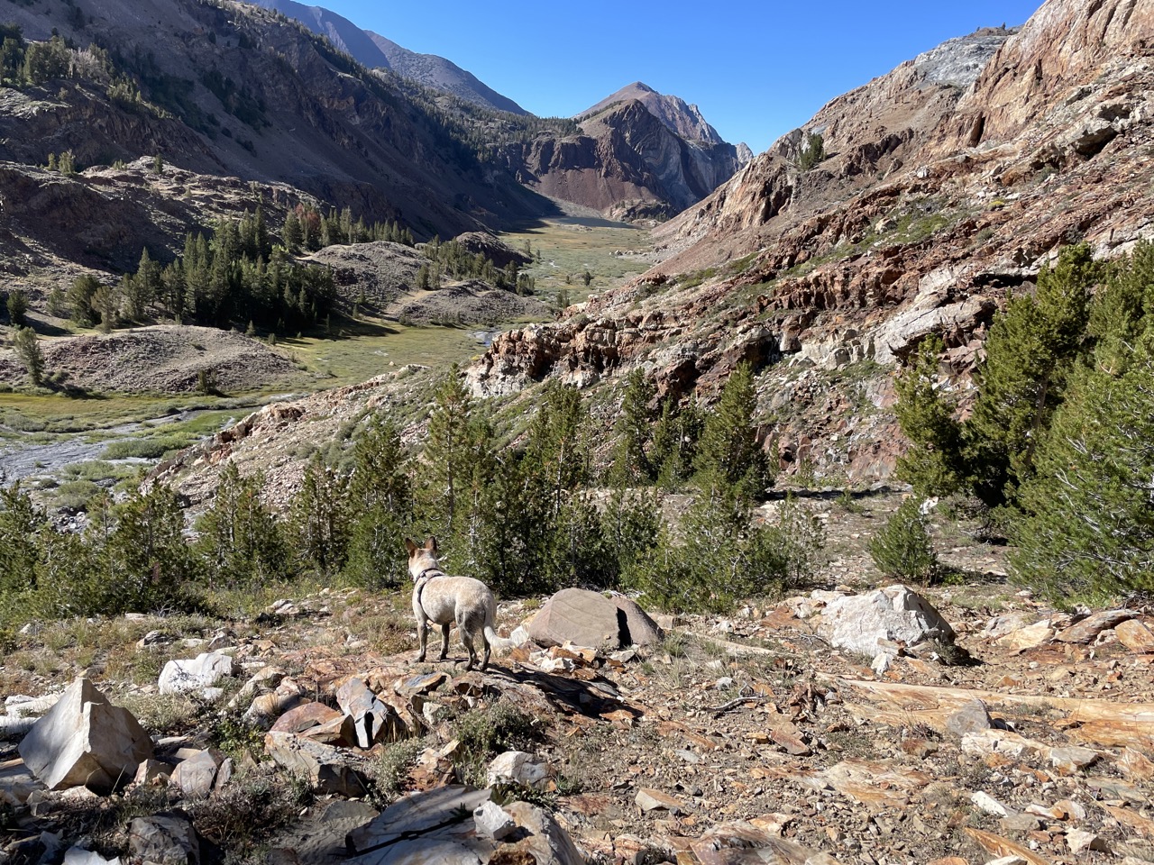 Off the mountain and into the meadow!