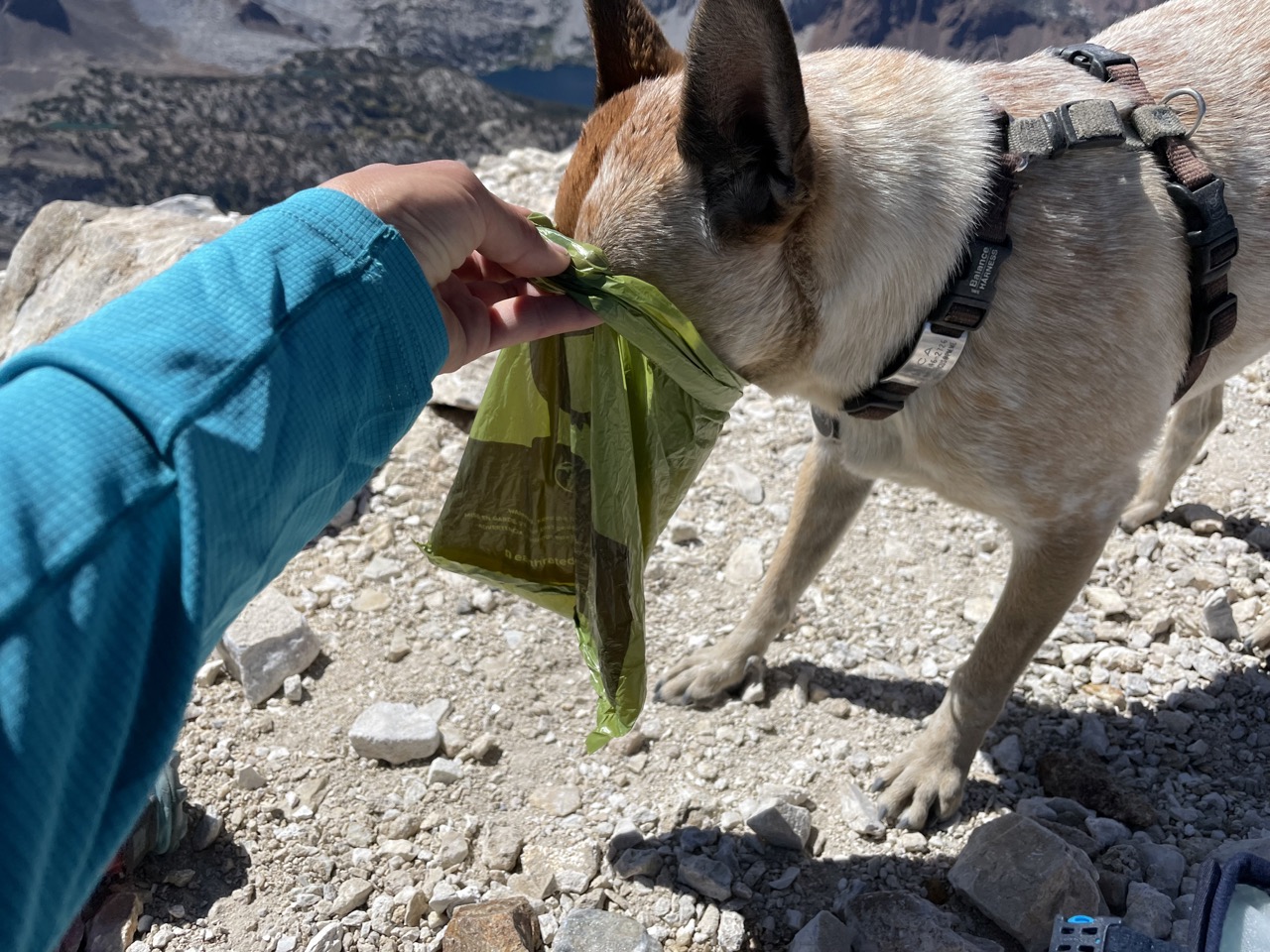Taking a sip out of my ultralight dog bowl (it's a poo bag)
