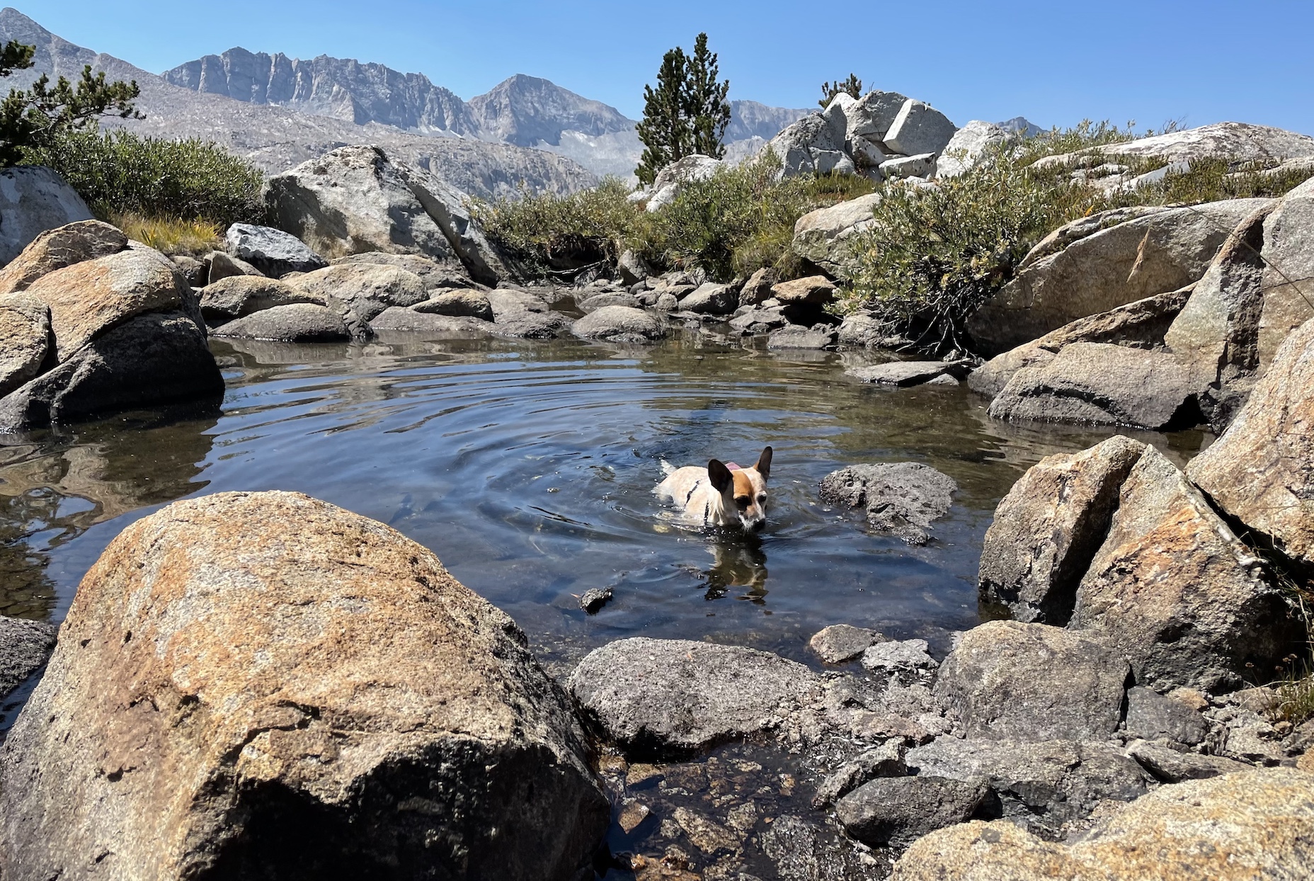 Hot dog! Mica went for a swim at every opportunity to stay cool.