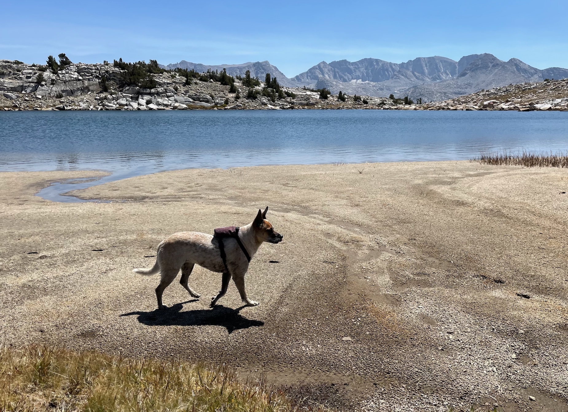 I scout out the beachy north end of Square Lake