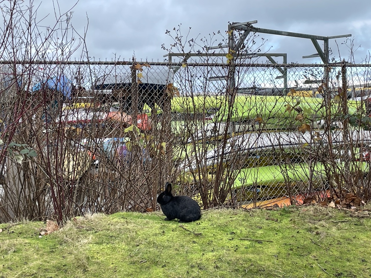 Wild buns of Vancouver