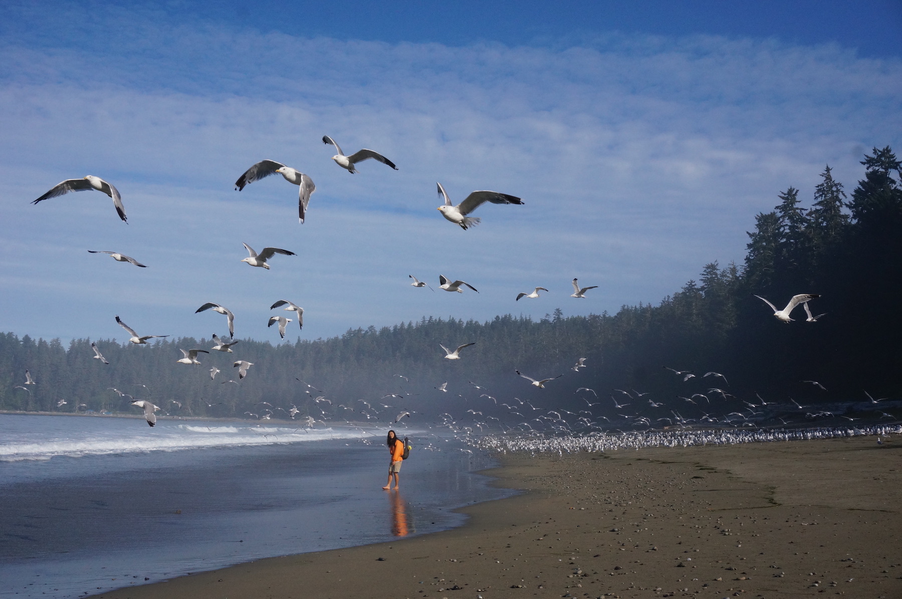 a lot of gulls taking flight from the beach, it's sunny