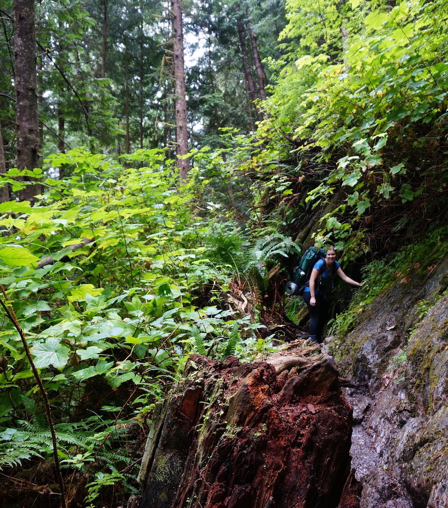 Thick foliage, an ideal hideout for dinosaurs